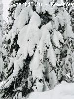 �������.  ���������. �������  S =31.9 ��.�. 1� ���� � ������